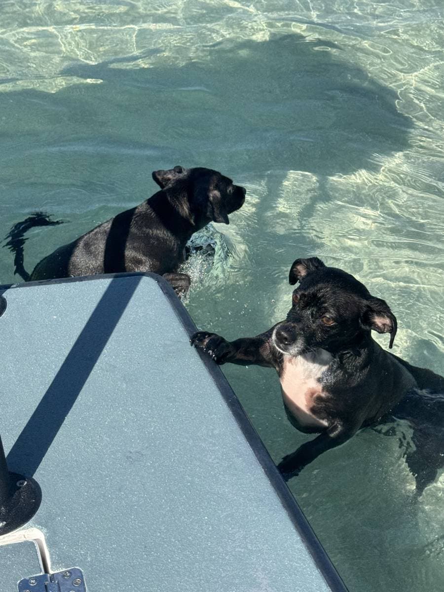 The Big Dogs